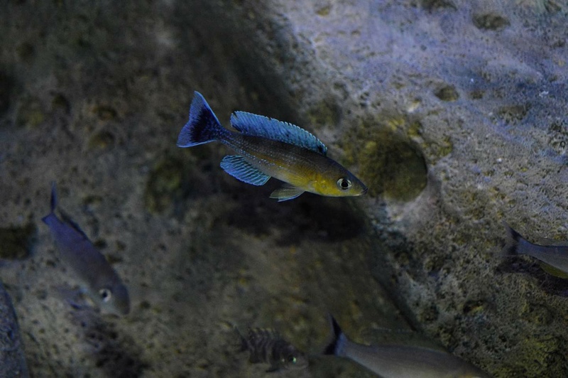 Cyprichromis sp. 'leptosoma jumbo' Cape Chaitika
